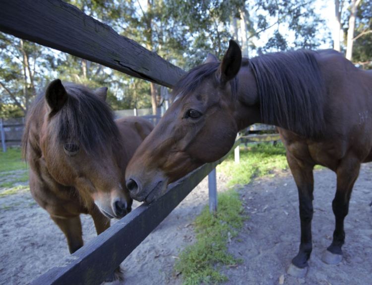 Horse Behaviour and&nbsp;Safety
